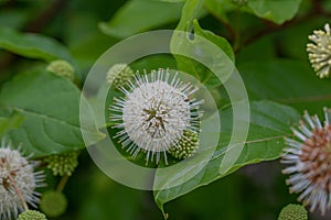 Common buttonbush Cephalanthus occidentalis, fragrant white flowers photo